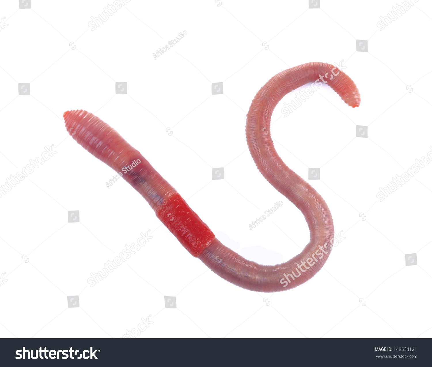 Worm isolated on white #148534121