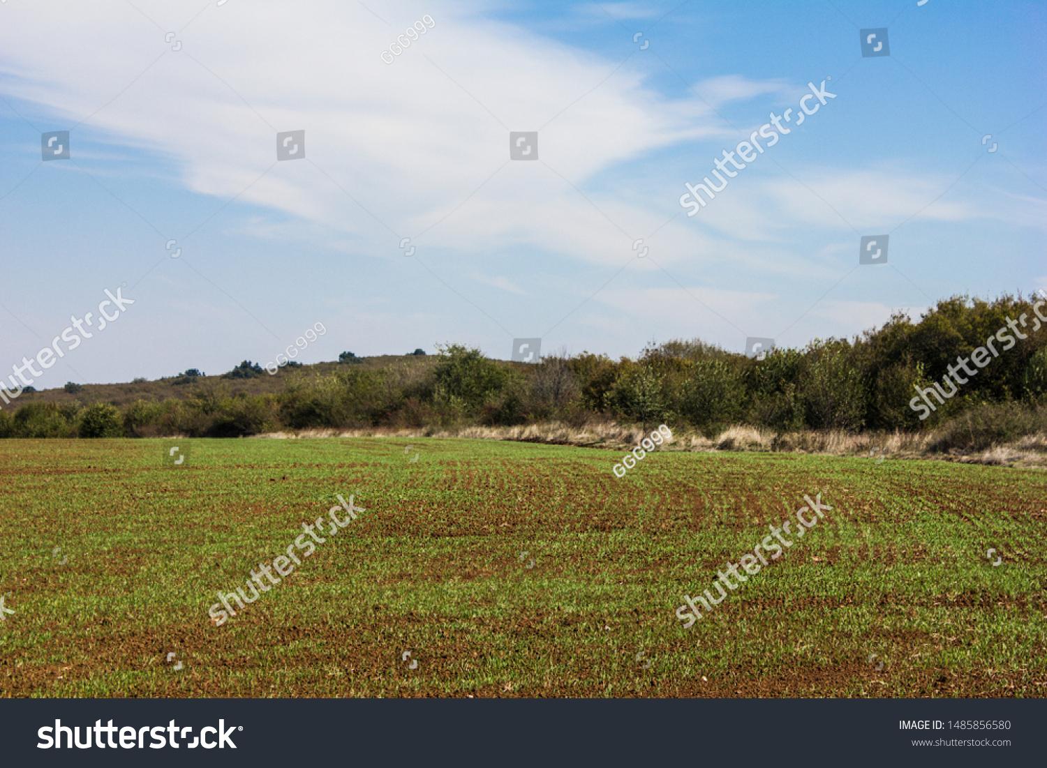 Furrows row pattern in a plowed field prepared for planting crops in spring. Growing wheat crop in springtime. Horizontal view in perspective with cloud and blue sky background #1485856580