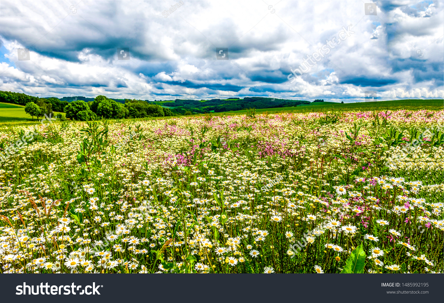 Summer meadow flower landscape.  Daisy flower meadow #1485992195