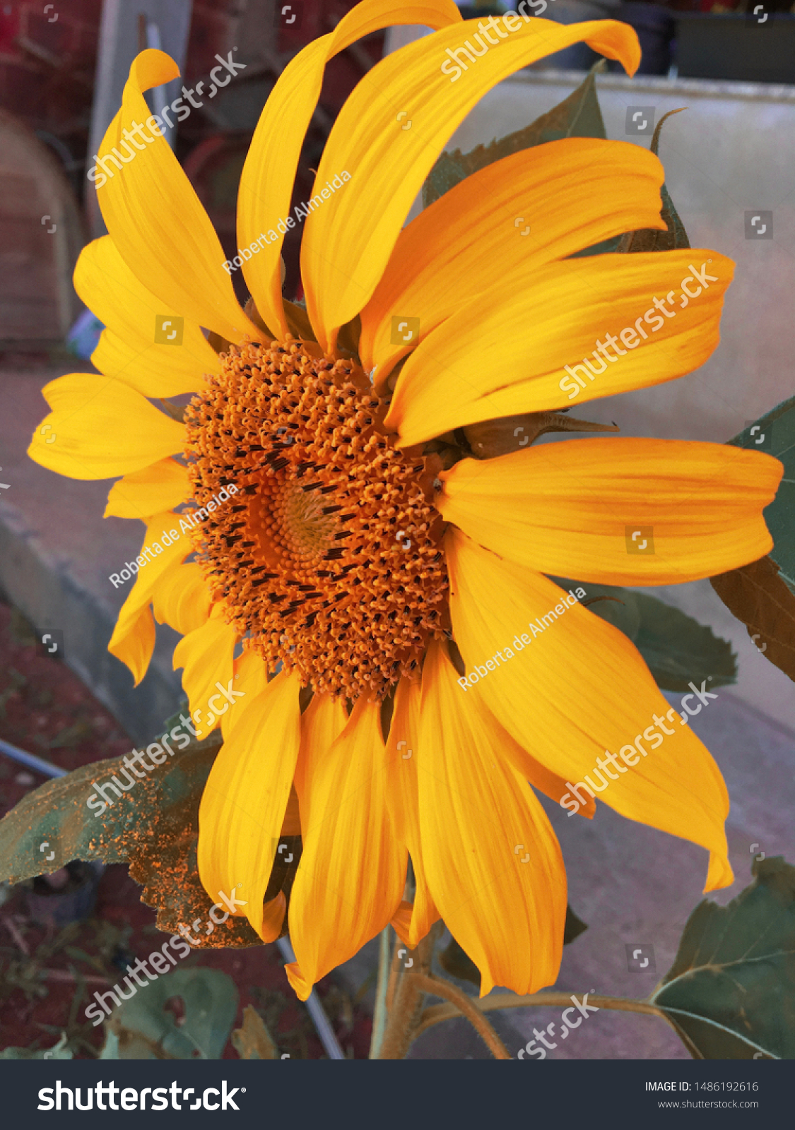 beautiful sunflower with vibrant color #1486192616