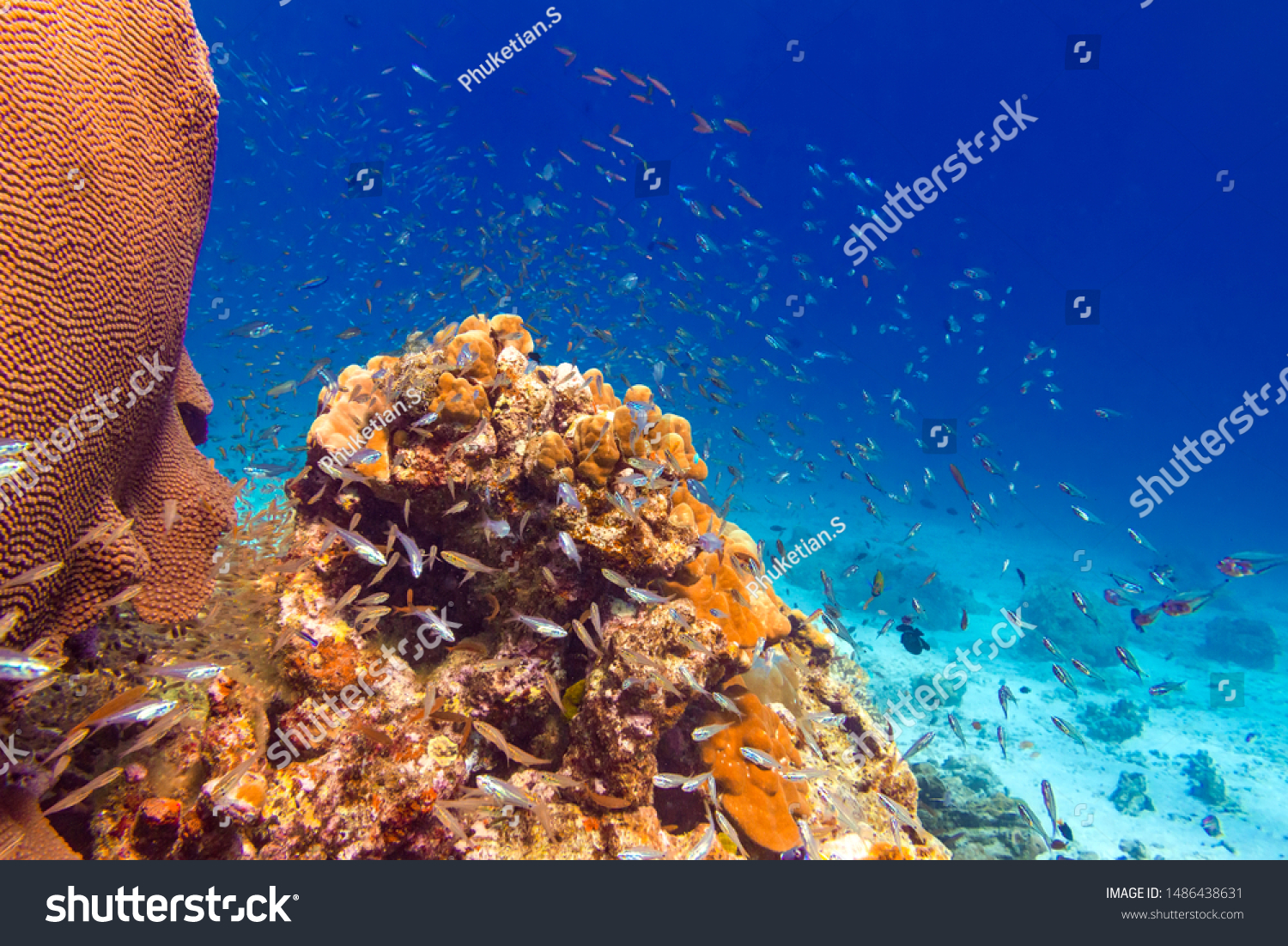 Coral reefs, schools of fish. One of the most famous and beautiful world places for diving and snorkel. Underwater world of Surin and Similan Islands. Andaman Sea on the border of Thailand and Myanmar #1486438631
