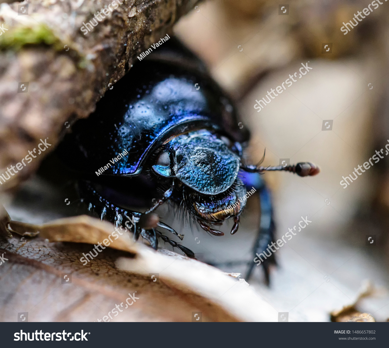 Dor beetle, Anoplotrupes stercorosus, macro photo, portrait of Geotrupidae #1486657802