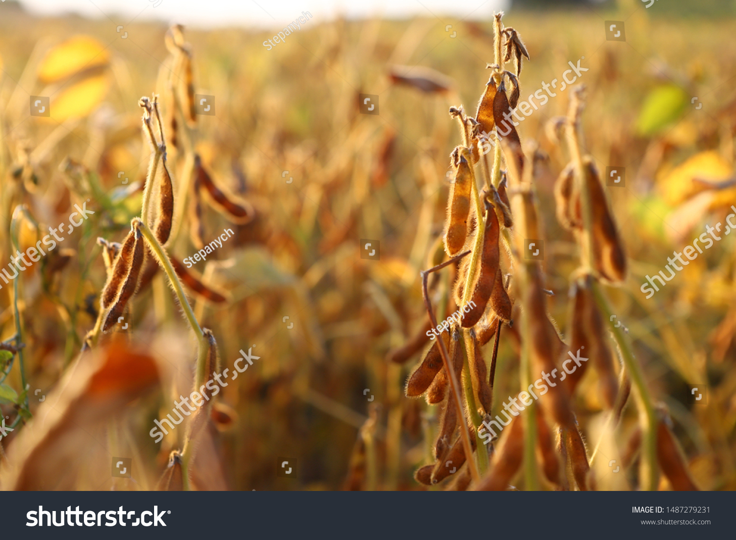 Ripe golden brown soybean on soybean plantation, at sunset, closeup. Soybean plant. Soy pods. Soybean field in golden glow #1487279231
