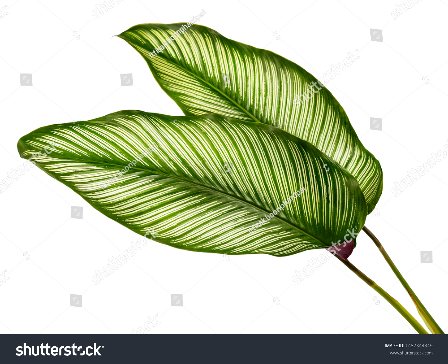 Calathea ornata leaves(Pin-stripe Calathea),Tropical foliage isolated on white background. #1487344349