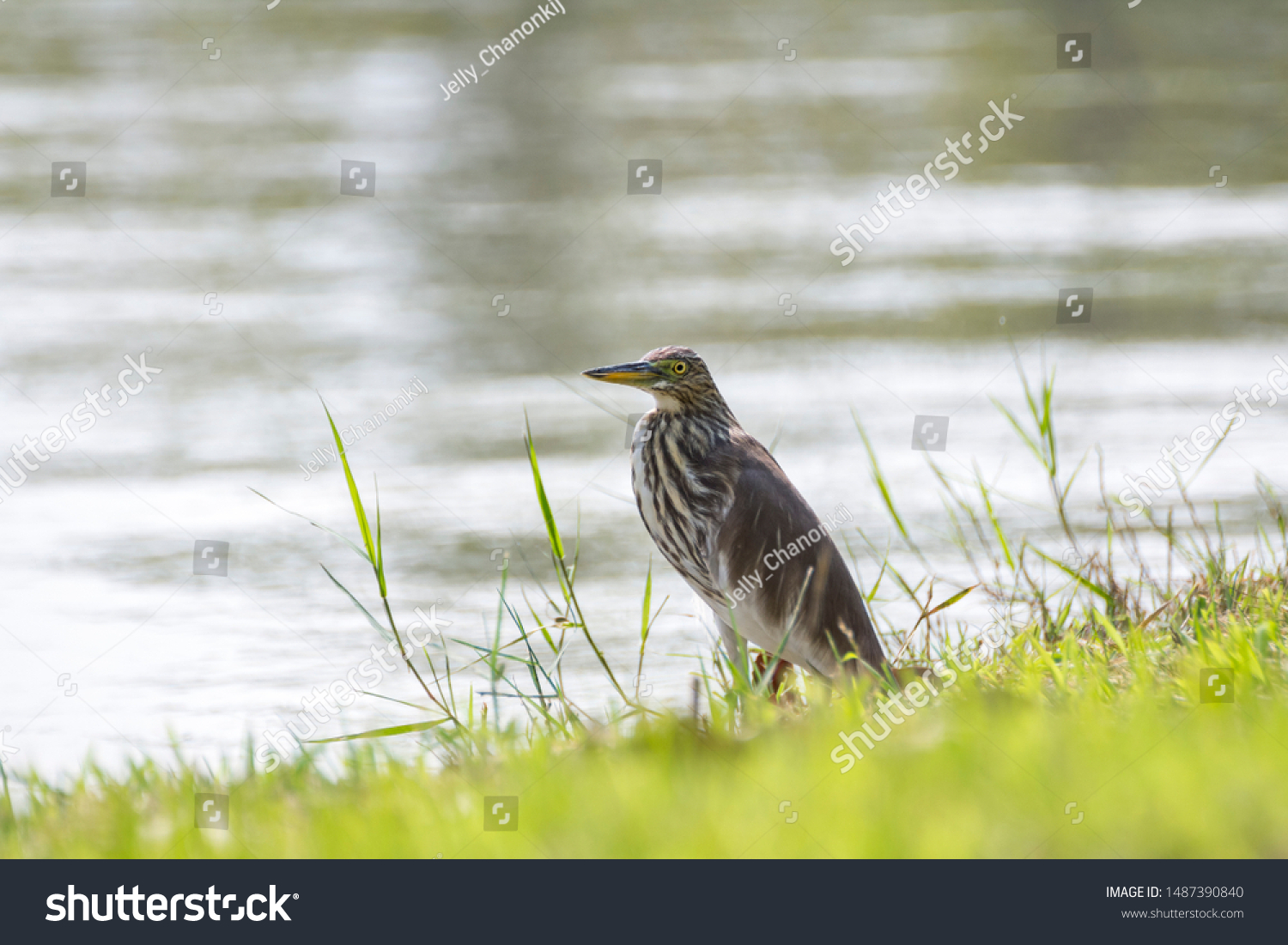 Chinese Pond Heron. / Chinese pond heron (Ardeola bacchus) watching fish. /  Chinese pond heron bird find food by river. #1487390840