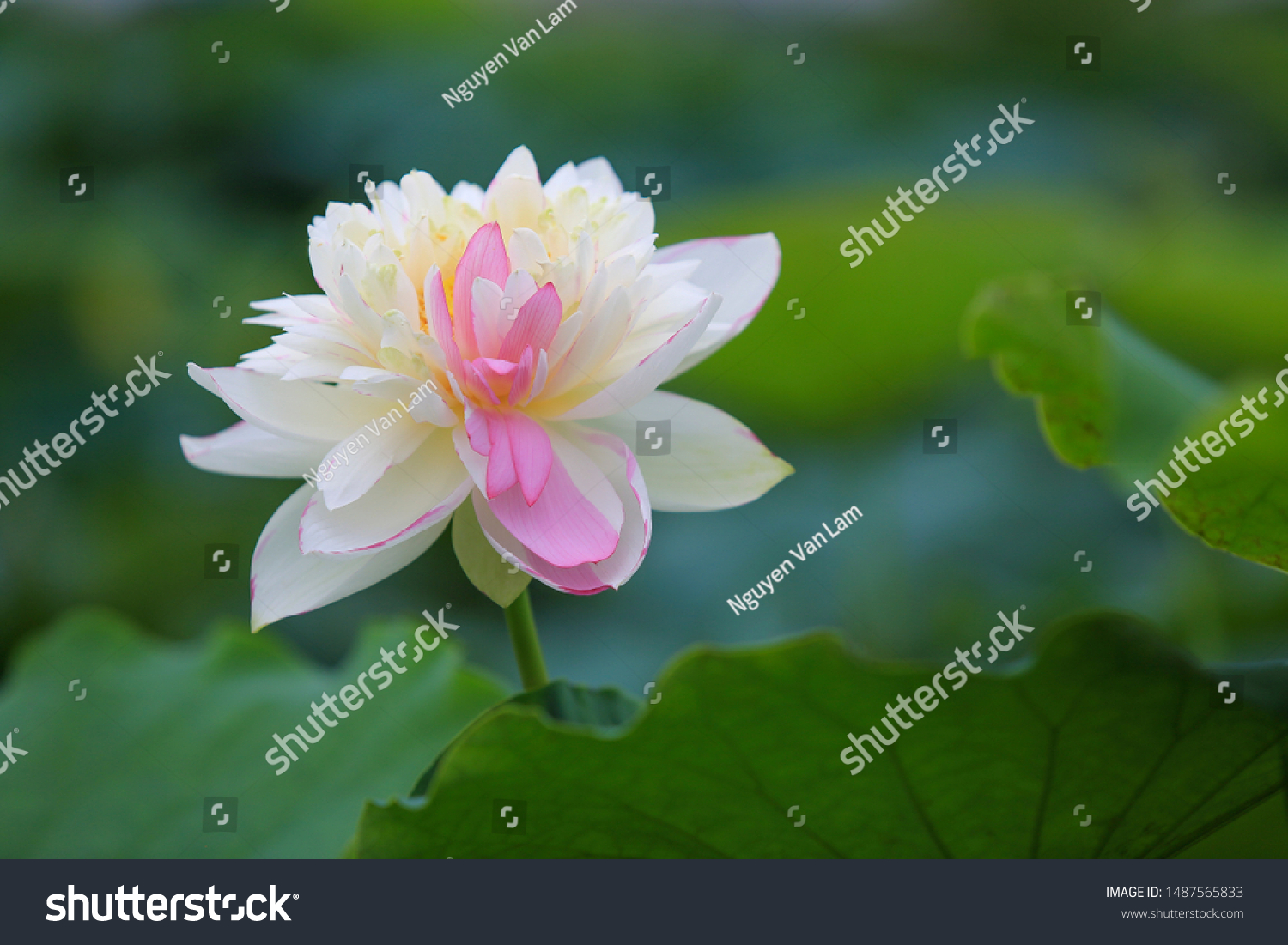 White lotus with pink border taken at the beautiful ocean of tranquil tranquility on July 4, 2017
 #1487565833
