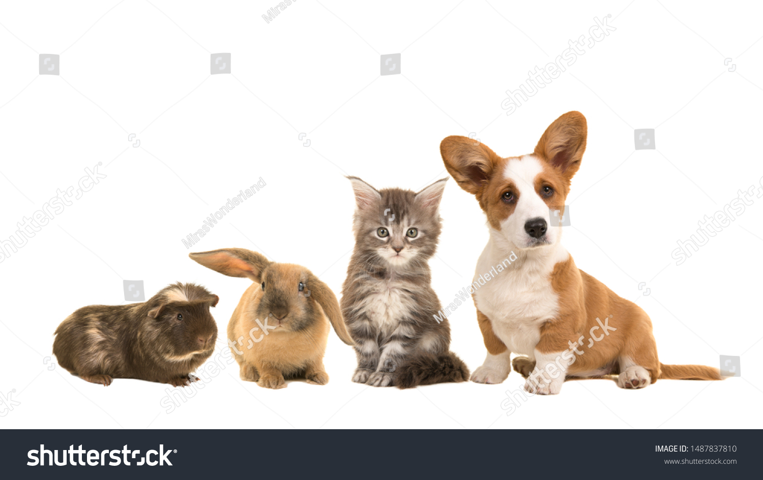 Group of different pets, a puppy, kitten, rabbit and a guinea pig #1487837810