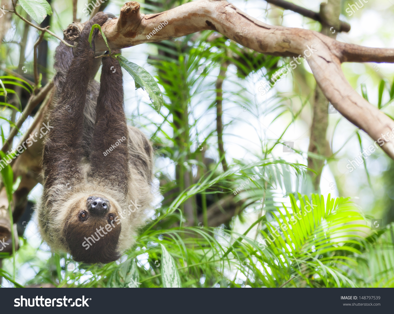 Three-toed Sloth in nature #148797539