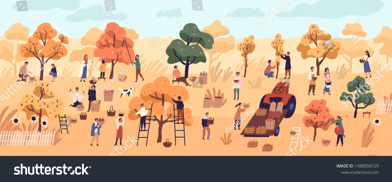 Smiling people gathering fruits in orchard or at farm. Cute happy young men and women picking apples in garden. Autumn harvest, seasonal agricultural work. Flat cartoon colorful vector illustration. #1488050129