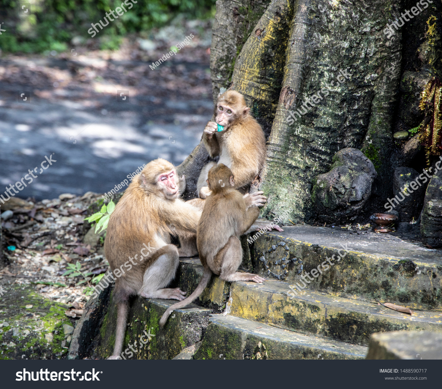 Monkeys are commonplace in the hillos of North Eastern India. This group was seen at the hill town of Kurseong, near Siliguri, in West Bengal #1488590717