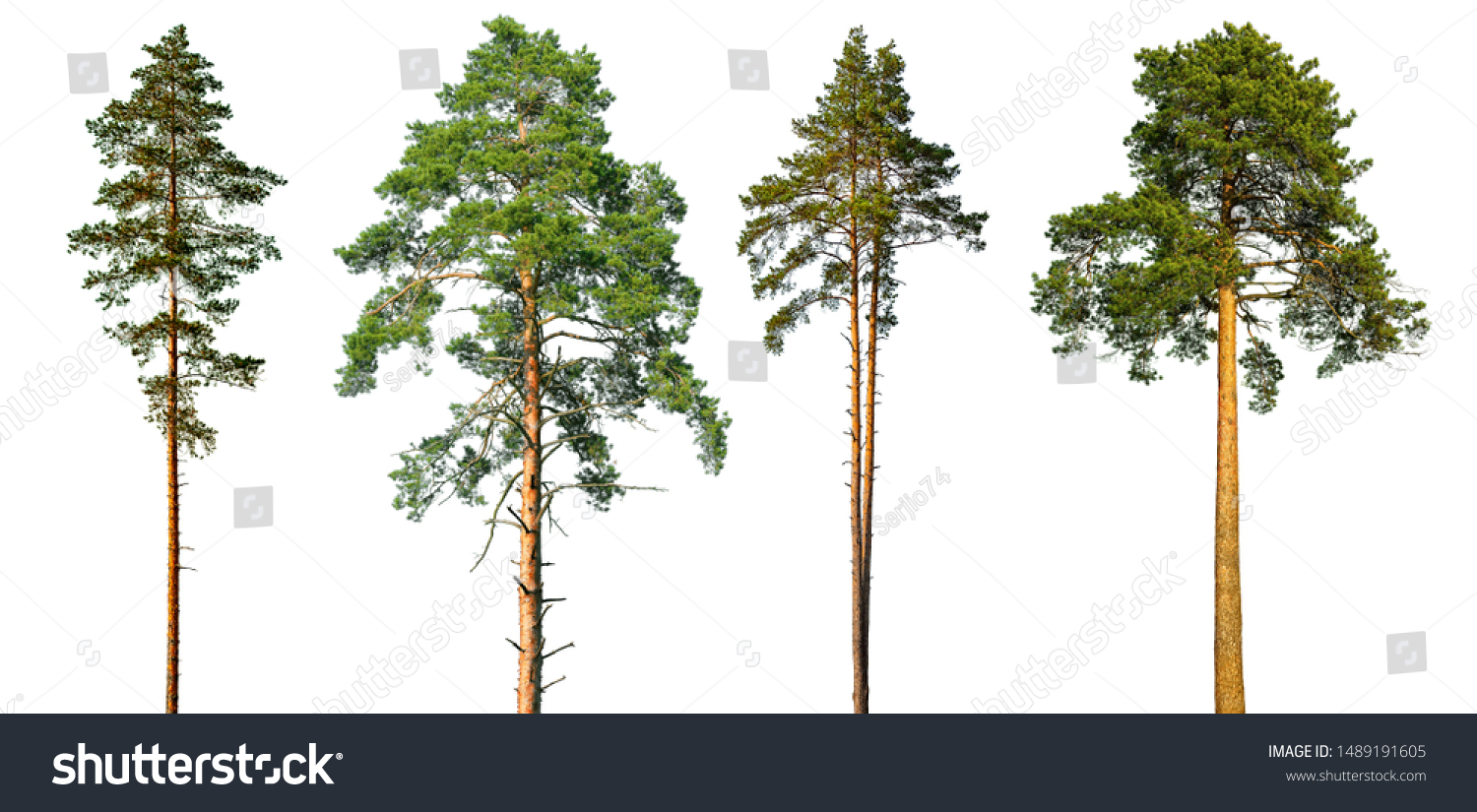 Set of tall pine trees isolated on a white background. #1489191605
