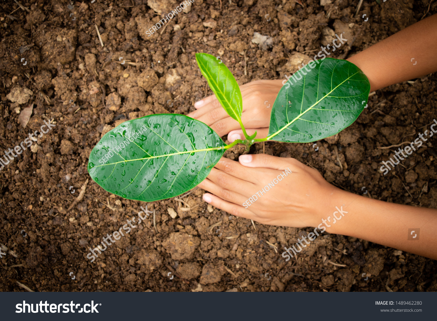 Planting trees, planting hands, planting trees, planting soil, saving earth and reducing global warming. #1489462280