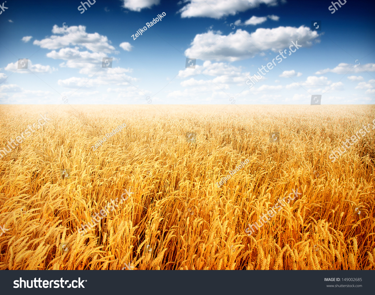 Wheat field against a blue sky #149002685