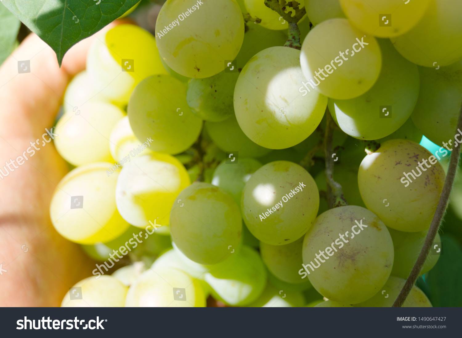 Harvest grapes. Large grapes. Grapes and winemaking. Large grapes. #1490647427