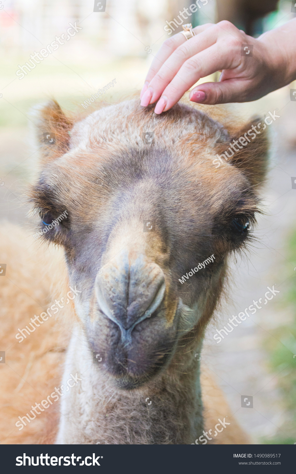 Woman stroking the camel's head with her hand #1490989517