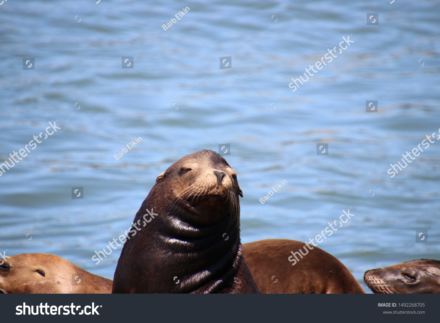 Sea lion mammals with brown fur on pier in blue water on bright sunny day.  #1492268705