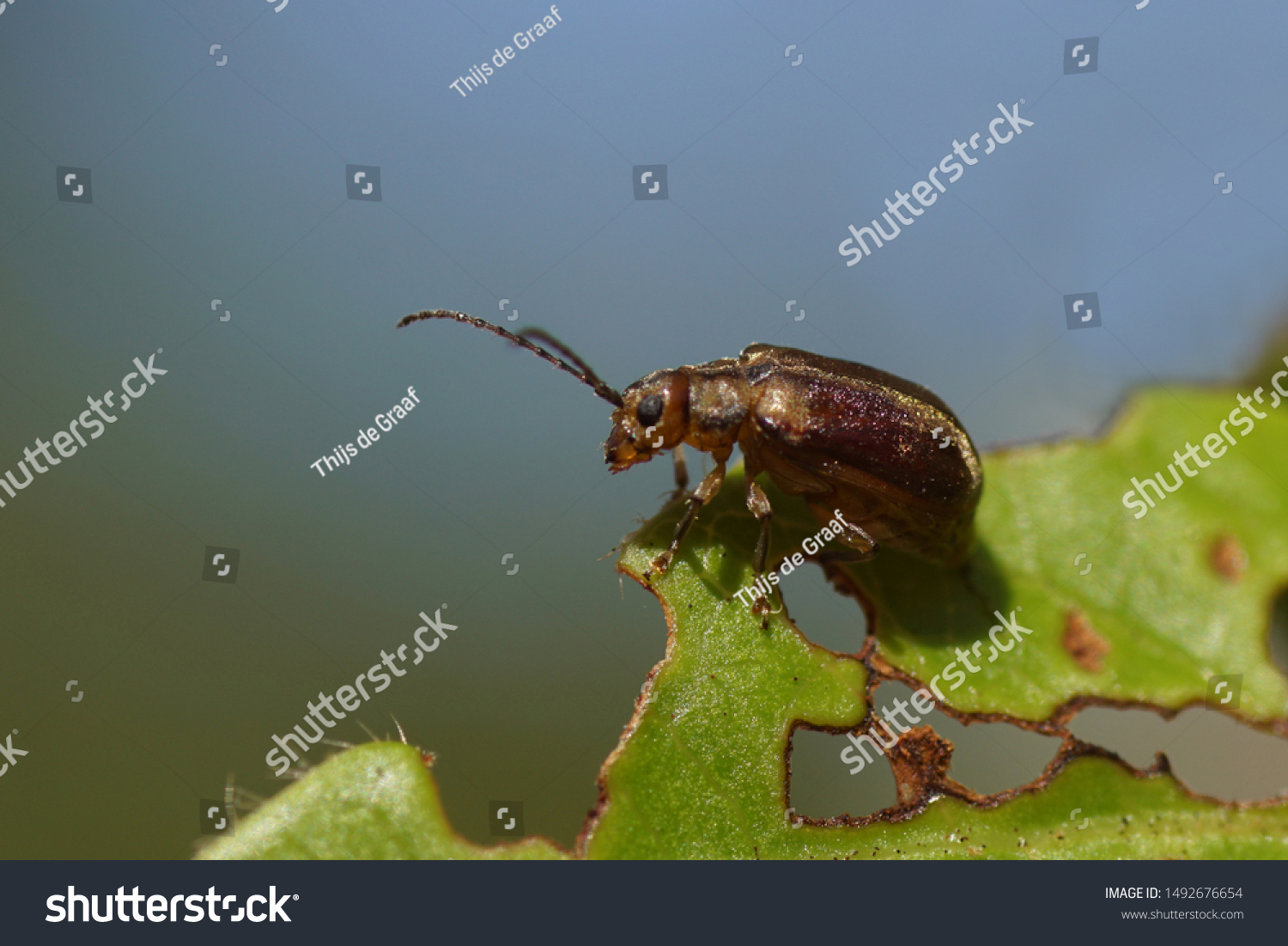 A viburnum leaf beetle (Pyrrhalta viburni) likes our laurustinus (Viburnum tinus). Family Chrysomelidae. Photo: Bergen, Netherlands, August 31, 2019.                              #1492676654