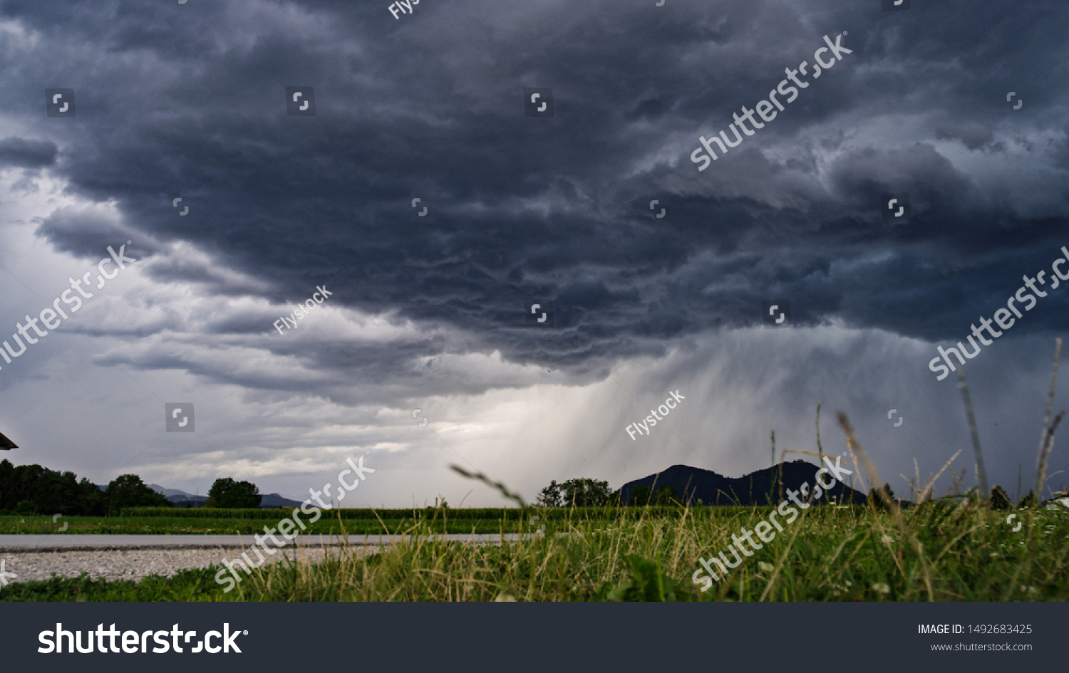 CLOSE UP: Idyllic agricultural farmland with lush maize fields in gorgeous green valley surrounded by forested mountains on stormy summer day. Grass blades swaying in the wind on bad weather evening #1492683425