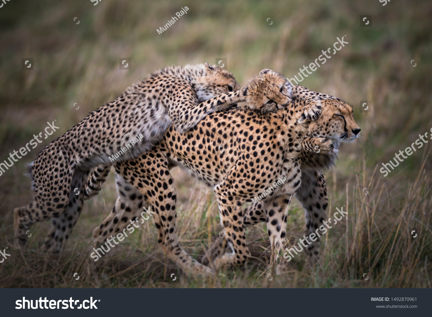 Play time for Cheetah and her cubs #1492870961