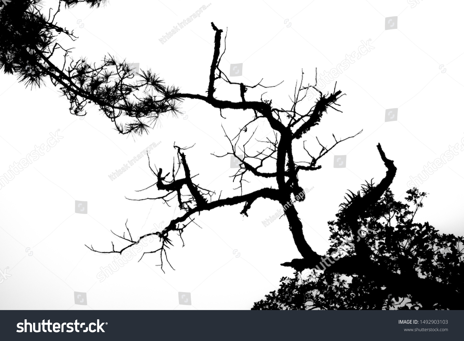 Living branches and dead branches #1492903103