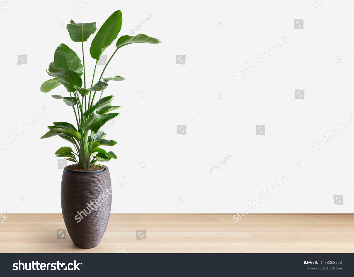 horizontal image of a bright living room with a large tropical houseplant, giant white bird of paradise, strelitzia nicolai, copy space #1493068868