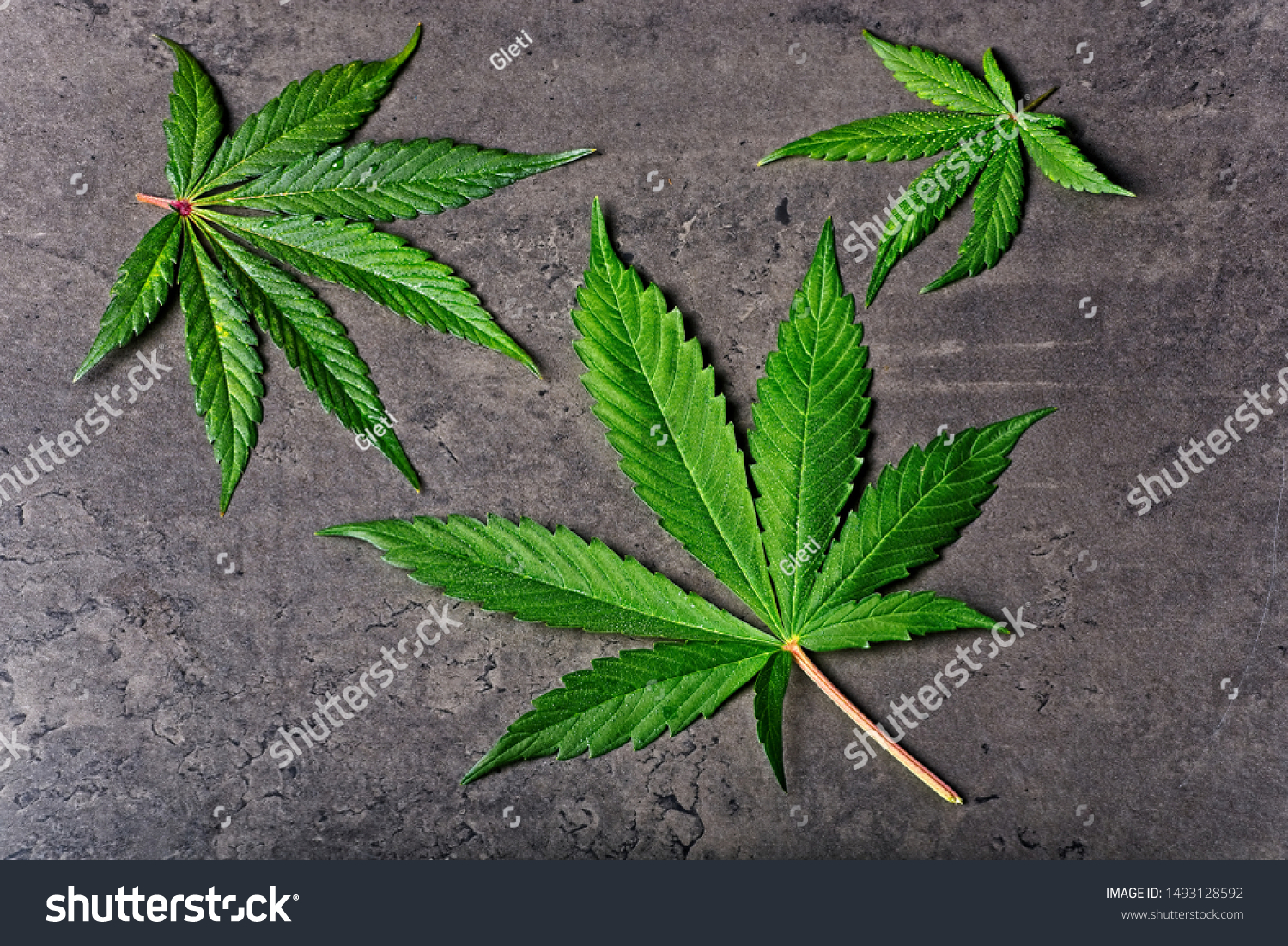 Three wet green cannabis leaves full of little drops on dry grey background. #1493128592