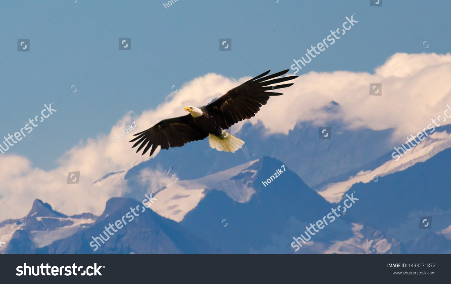 Bald eagle flying and gliding slowly and majestic on the sky over high mountains. Concept of wildlife and pure nature. #1493271872