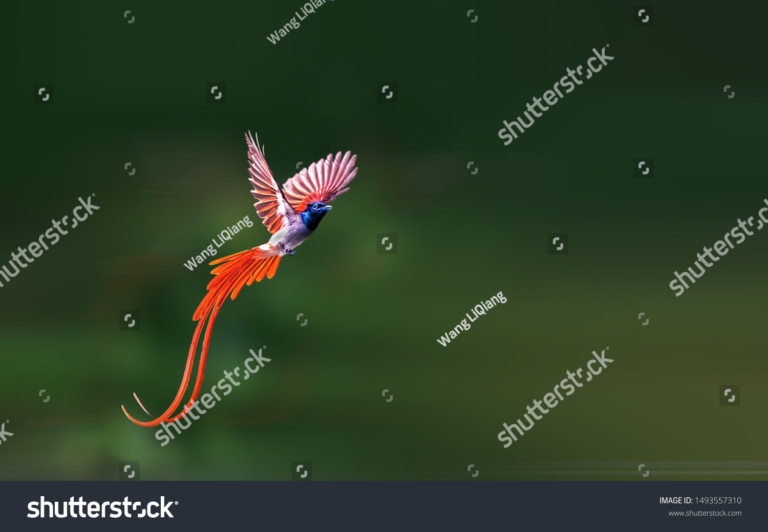 Asian Paradise-Flycatcher flying in the sky #1493557310