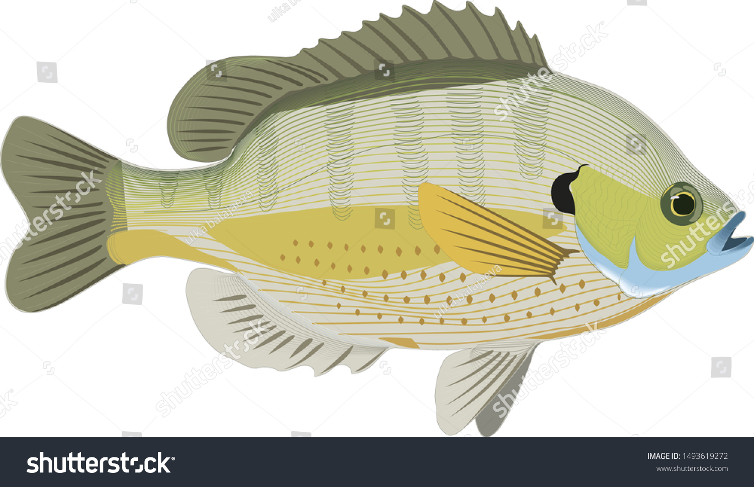 Bluegill fish vector sunfish nature colorful - Royalty Free Stock ...