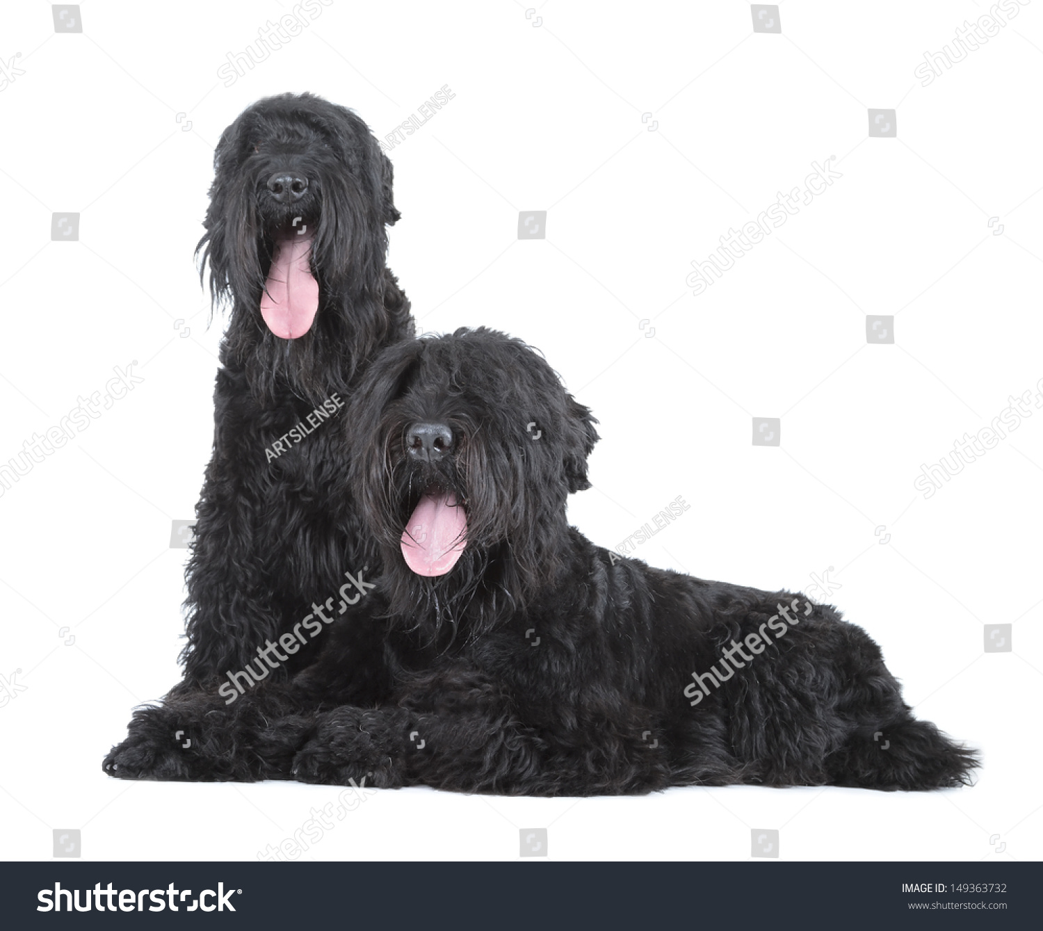 black russian terrier (BRT or Stalin's dog) #149363732
