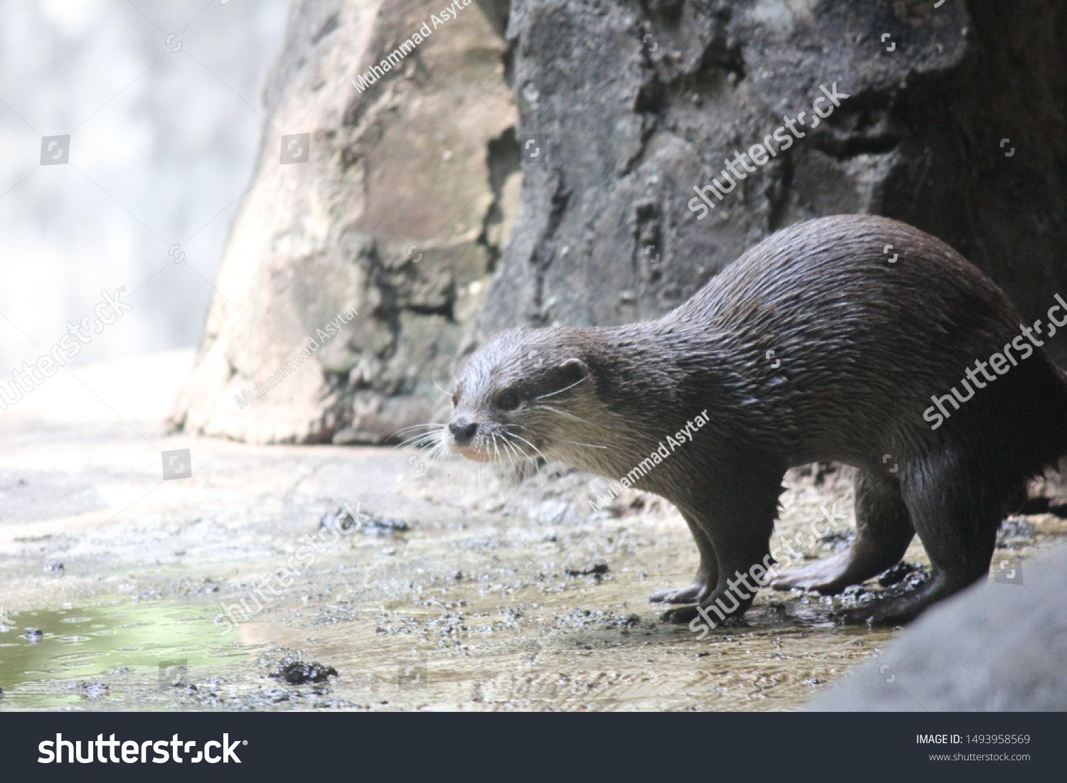 Otters are carnivorous mammals belonging to the Lutrinae subfamily. semi-aquatic, aquatic, or marine animals, and they eat fish #1493958569