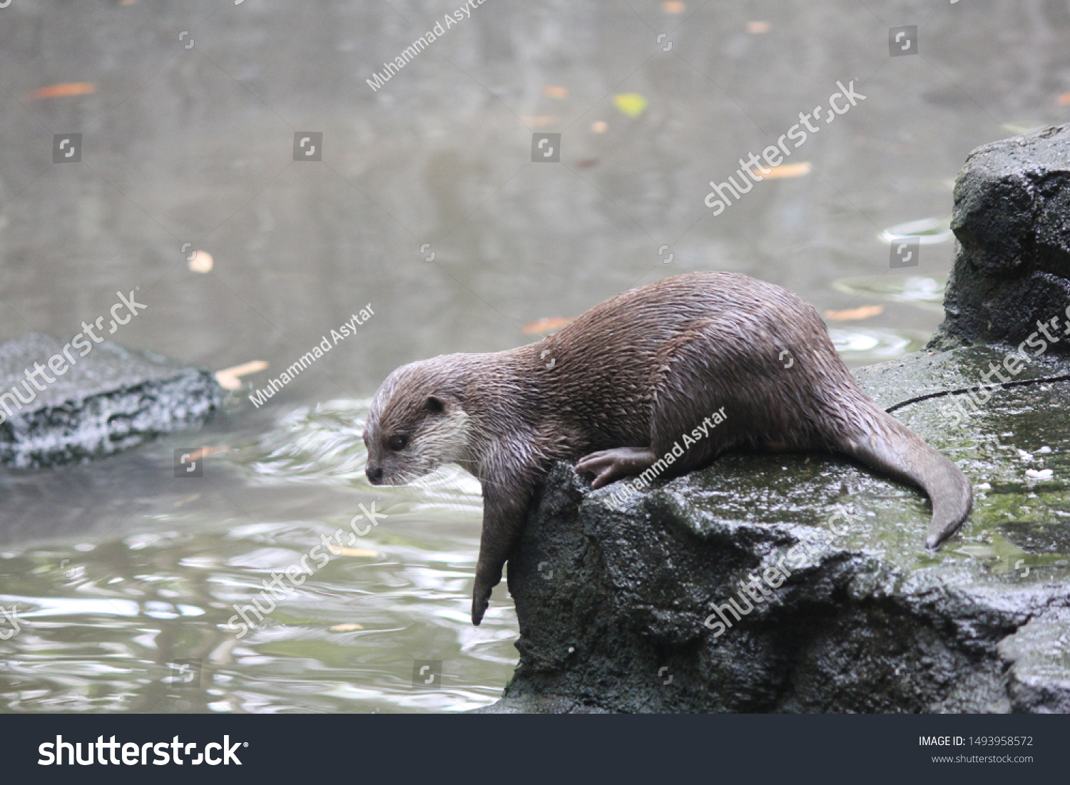 Otters are carnivorous mammals belonging to the Lutrinae subfamily. semi-aquatic, aquatic, or marine animals, and they eat fish #1493958572