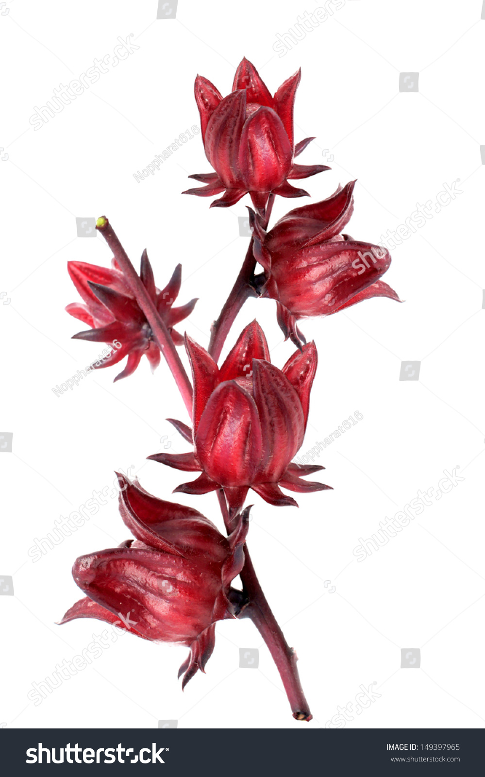 Hibiscus sabdariffa or roselle fruits #149397965