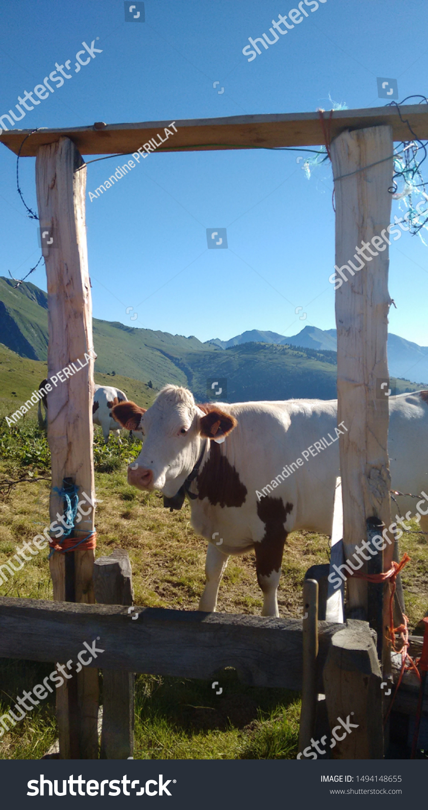 nature view mountains with cow #1494148655