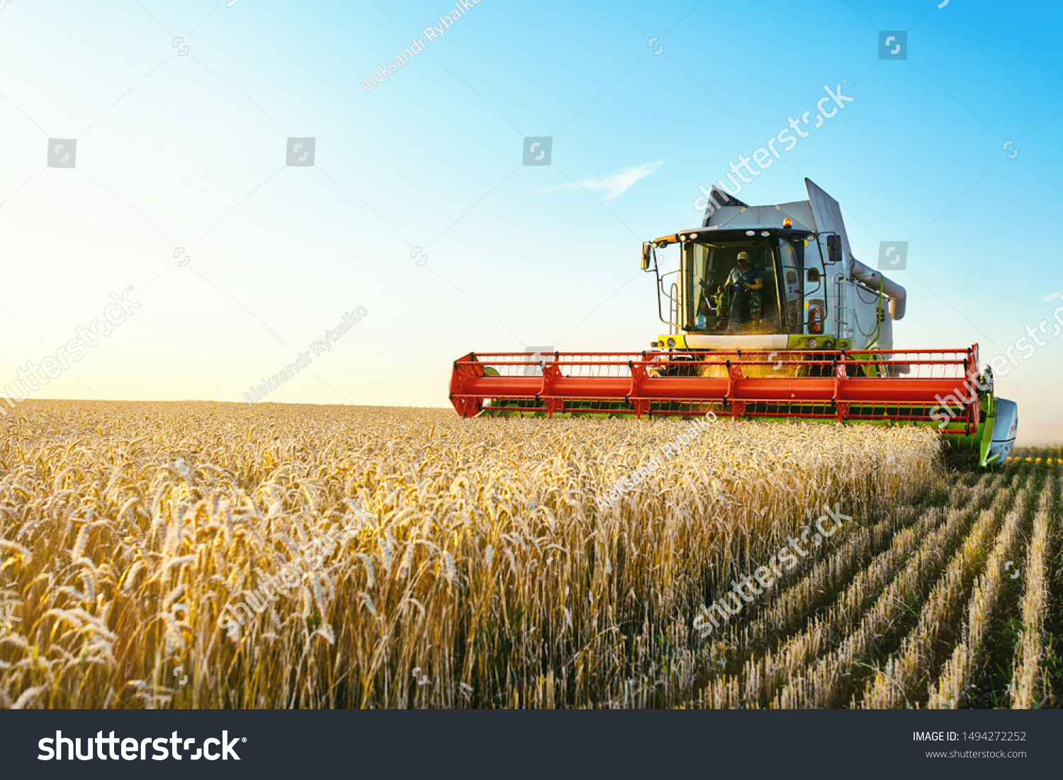 Combine harvester harvests ripe wheat. agriculture