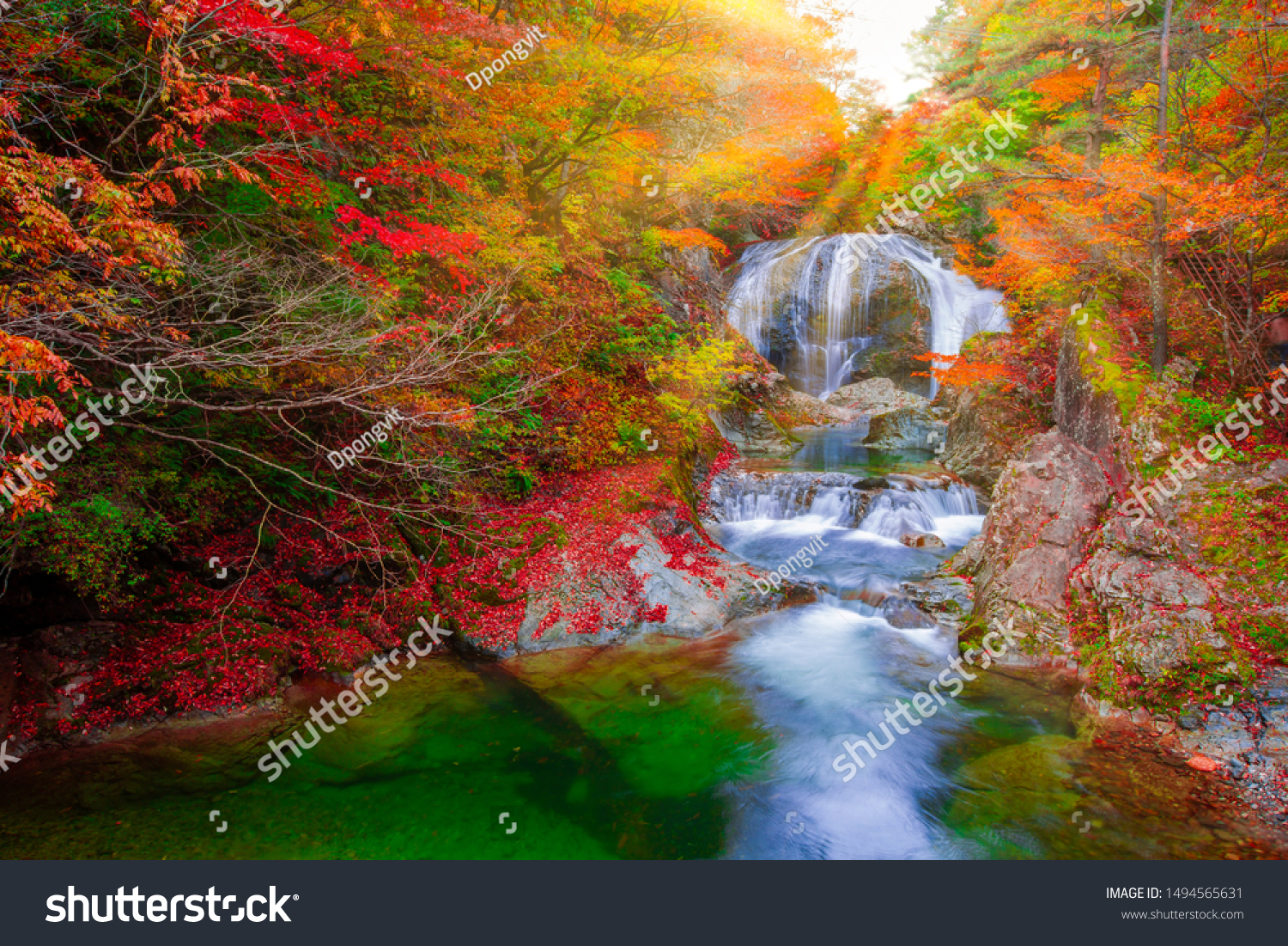Japanese Hot Springs Onsen Natural Bath Surrounded by red-yellow leaves. In fall leaves fall in Yamagata. Japan. Waterfall among many foliage, In the fall leaves Leaf color change  #1494565631