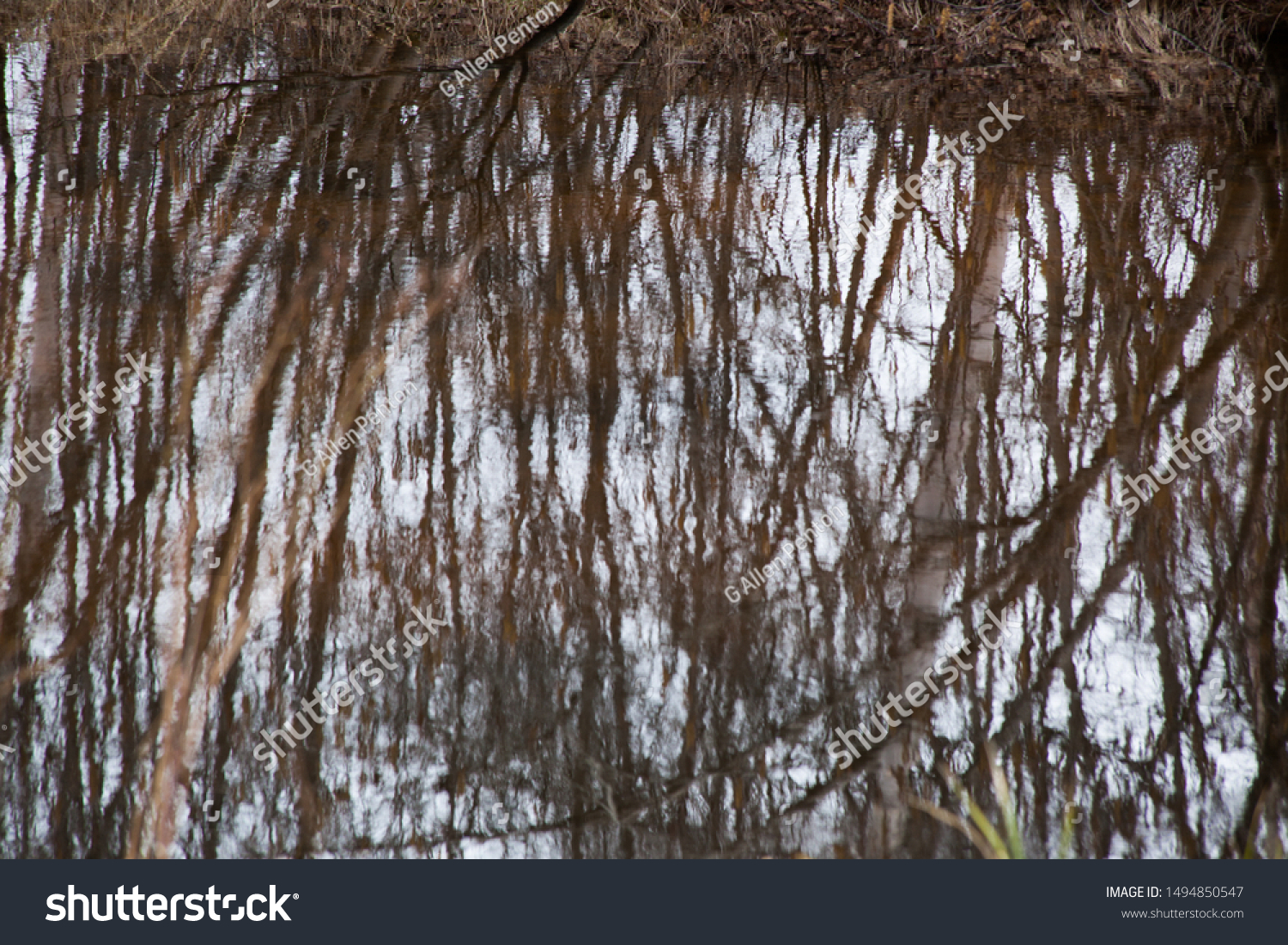 Birch trees reflected in water #1494850547