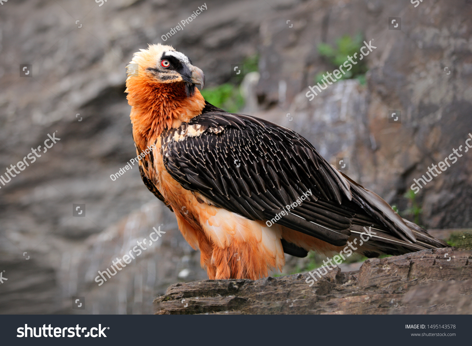 Bearded Vulture or Lammergeier, Gypaetus barbatus, detail portrait of rare mountain bird, sitting on the rock, animal in stone habitat, Spain. Rare bird in the nature habitat. #1495143578
