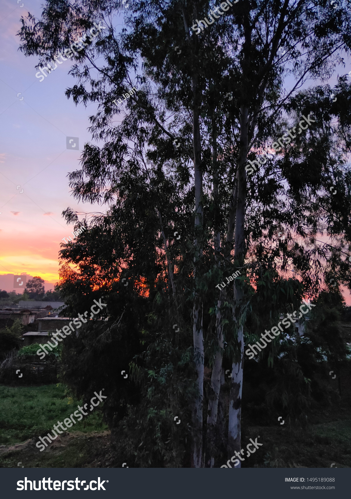 Eucalyptus tree during the sunset  #1495189088