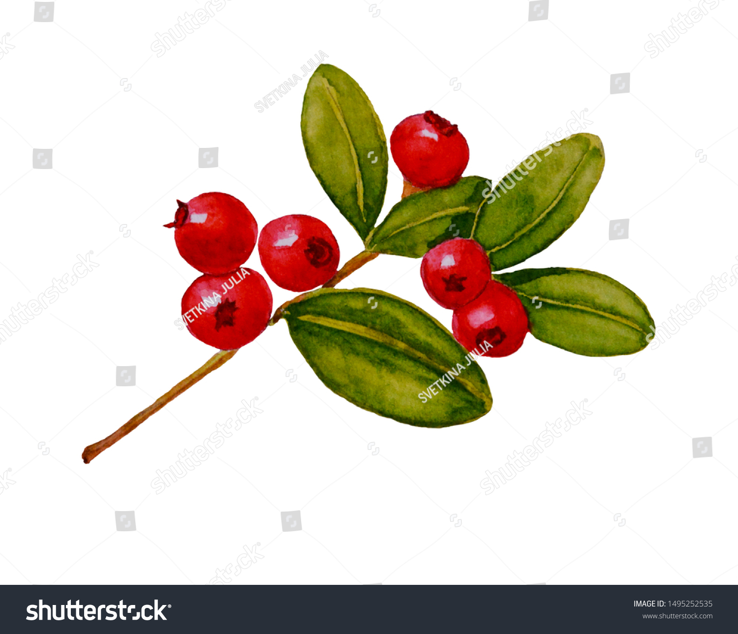 Watercolor painted illustration of lingonberry (cowberry) with leaves. Isolated. #1495252535