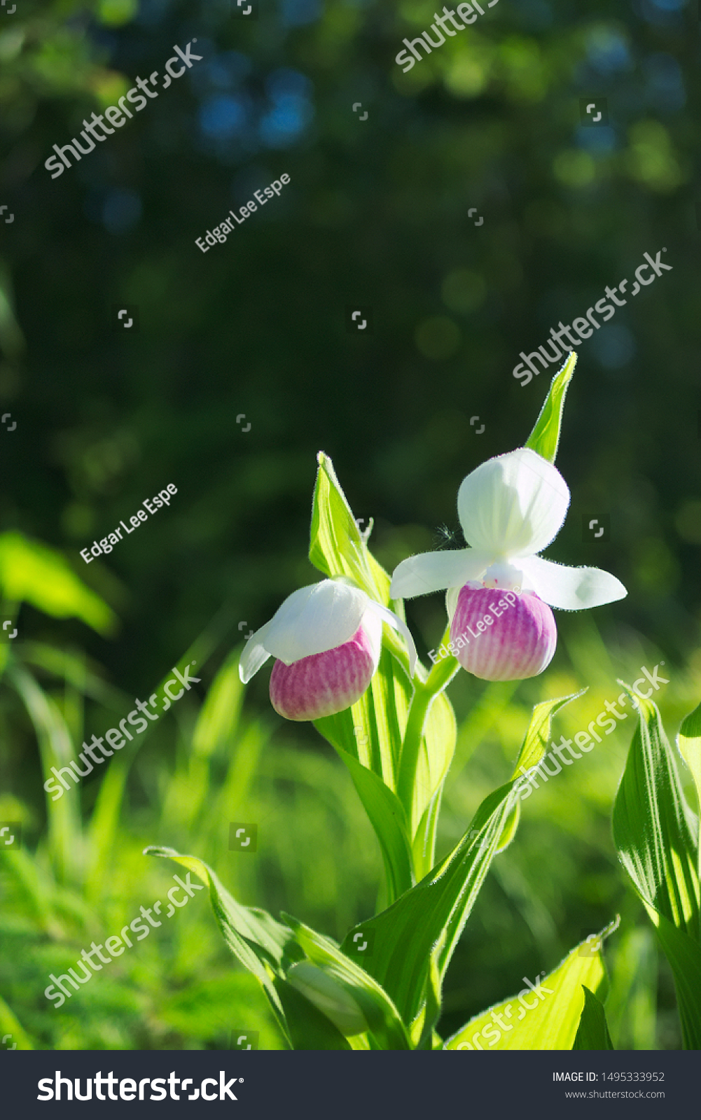 Two Showy Lady's-slippers, Cypripedium reginae, also known as Pink-and-white Lady's-slipper or the Queen's Lady's-slipper. Official Minnesota State Flower - portrait of native beautiful blossoms. #1495333952
