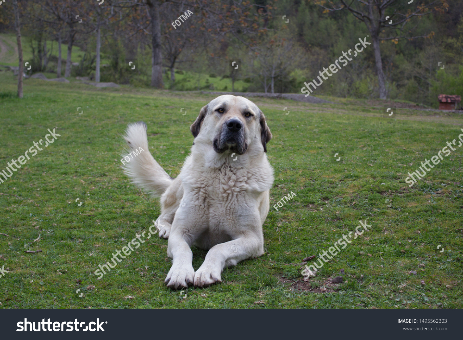 Kangal Shepherd Dog Sitting On Grass Grassland - Royalty Free Stock ...