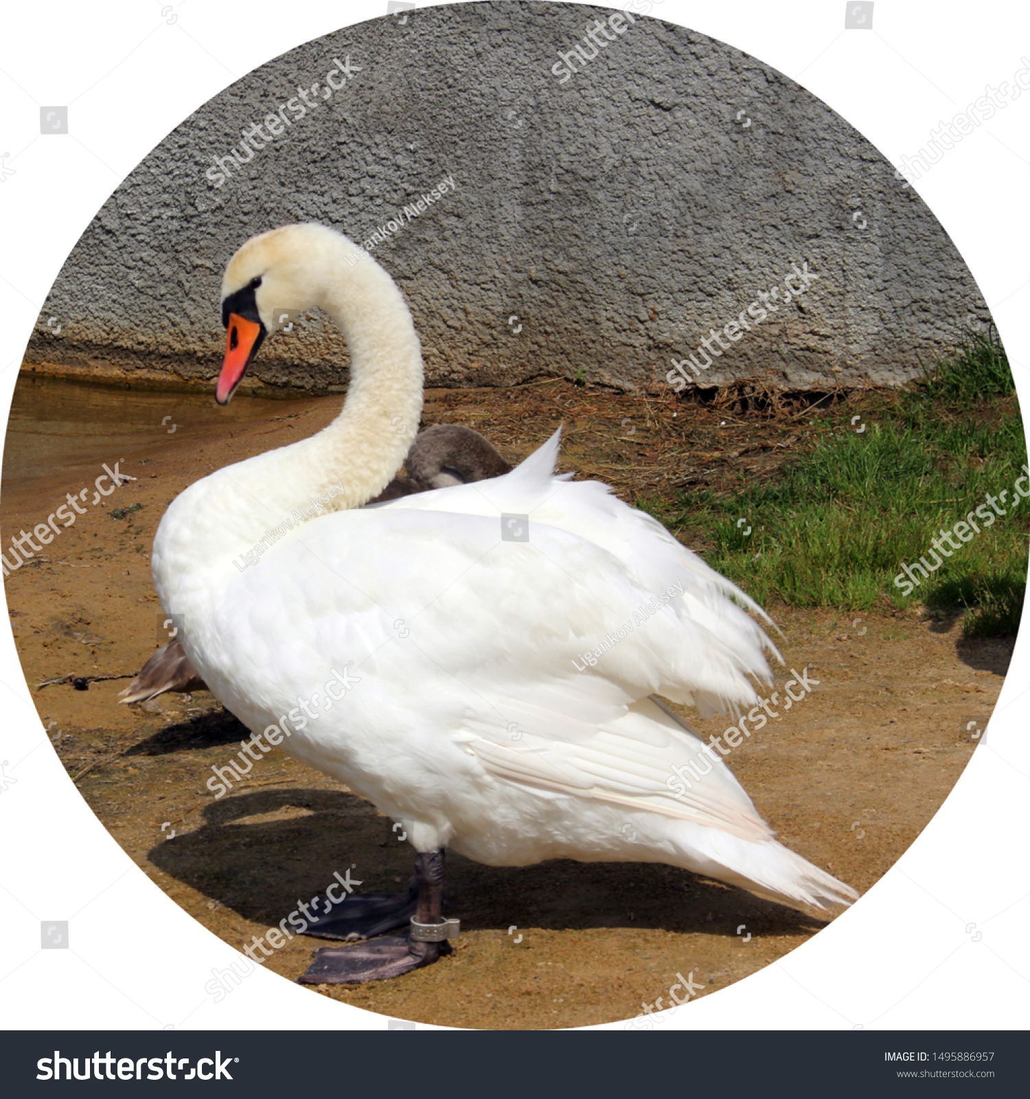 One white swan near a lake near the water #1495886957