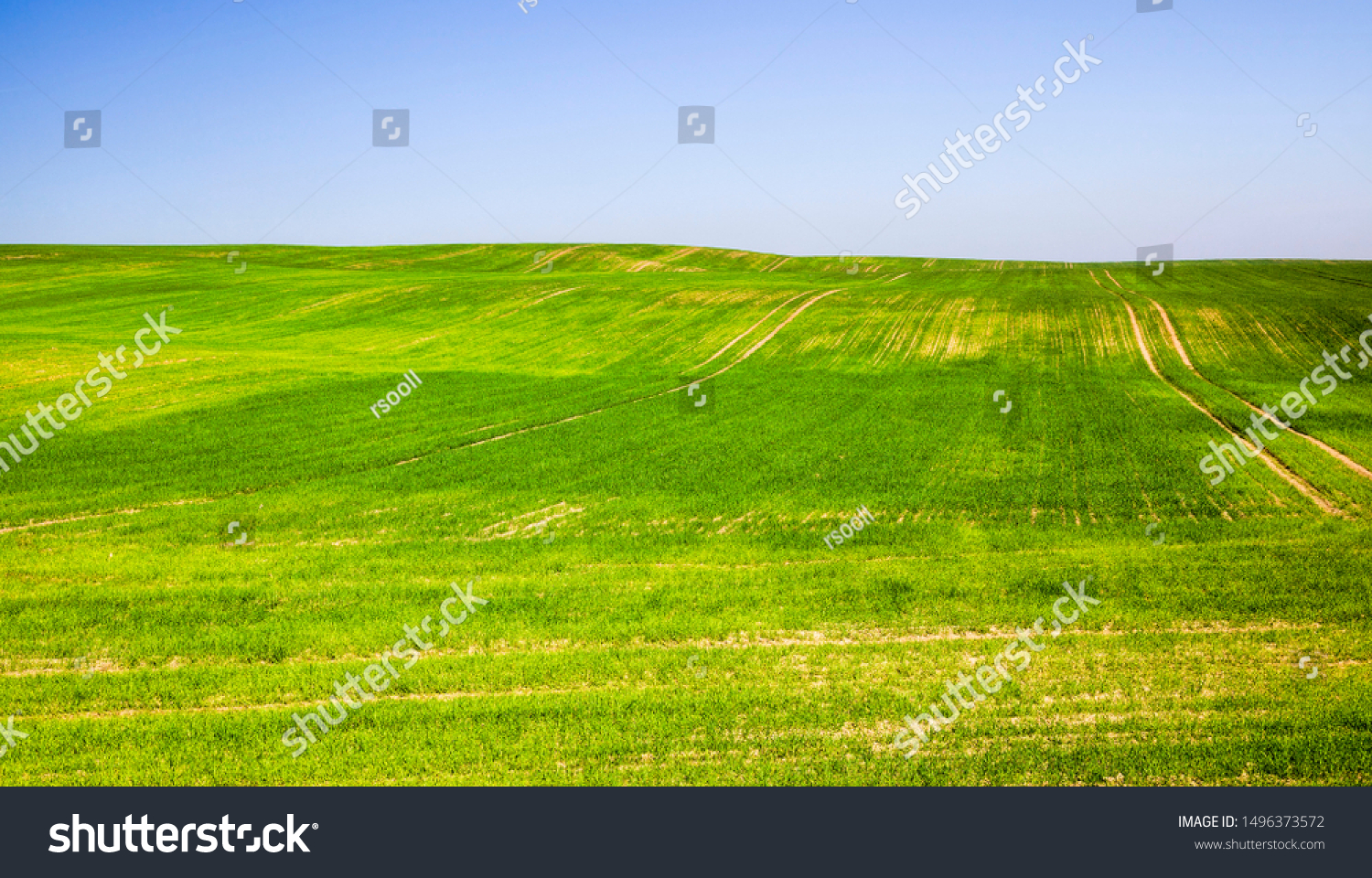 sprouted green young grass in summer or spring, Sunny bright weather #1496373572