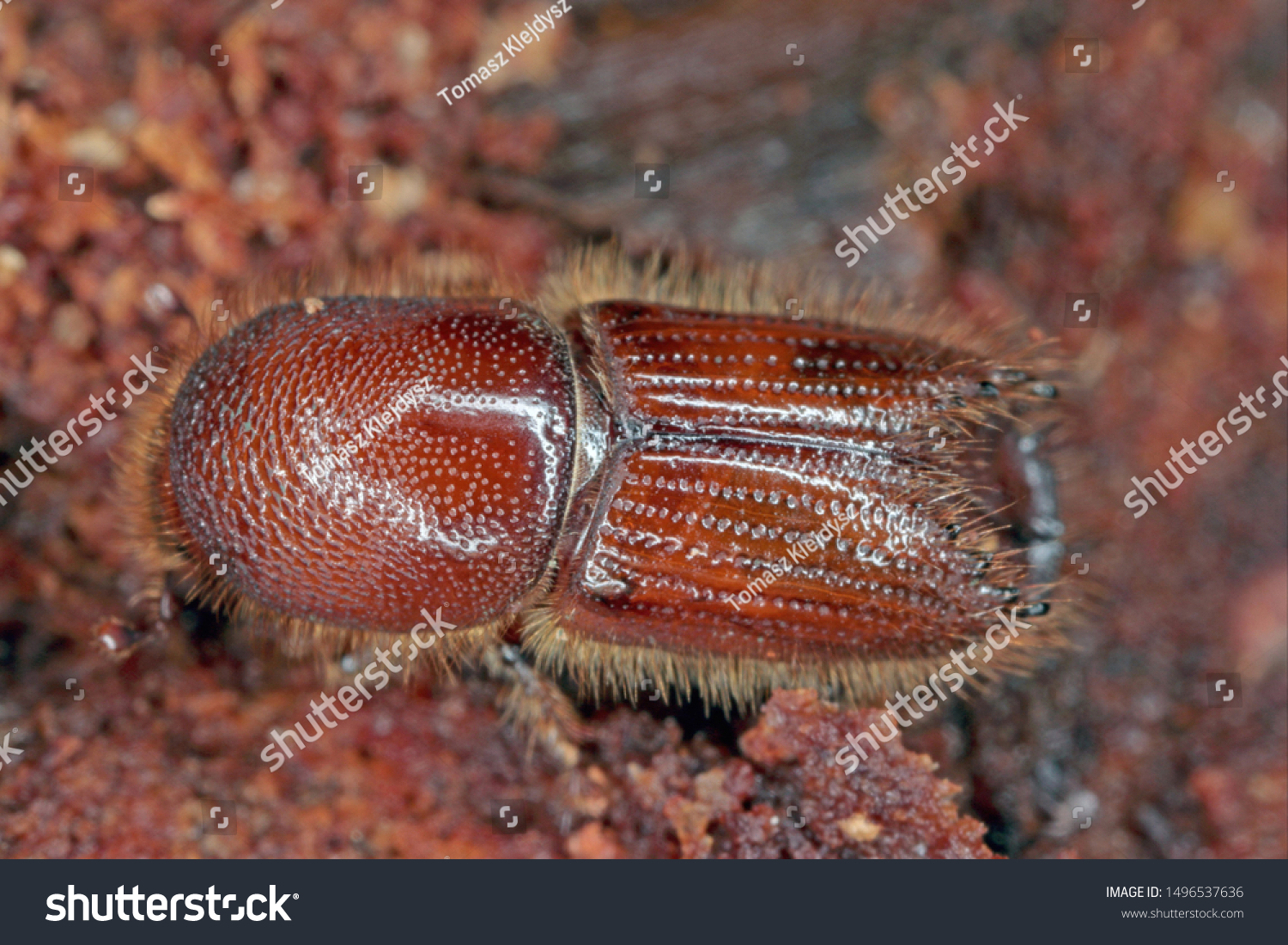 The European spruce bark beetle (Ips typographus), is a species of beetle in the weevil subfamily Scolytinae, the bark beetles. #1496537636