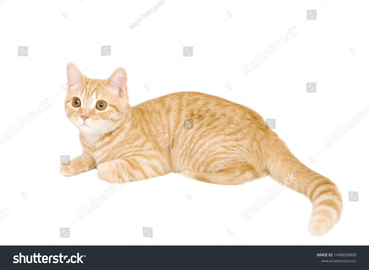 ginger/red british male shorthair kitten 4 month old isolated on white background  #1496695868