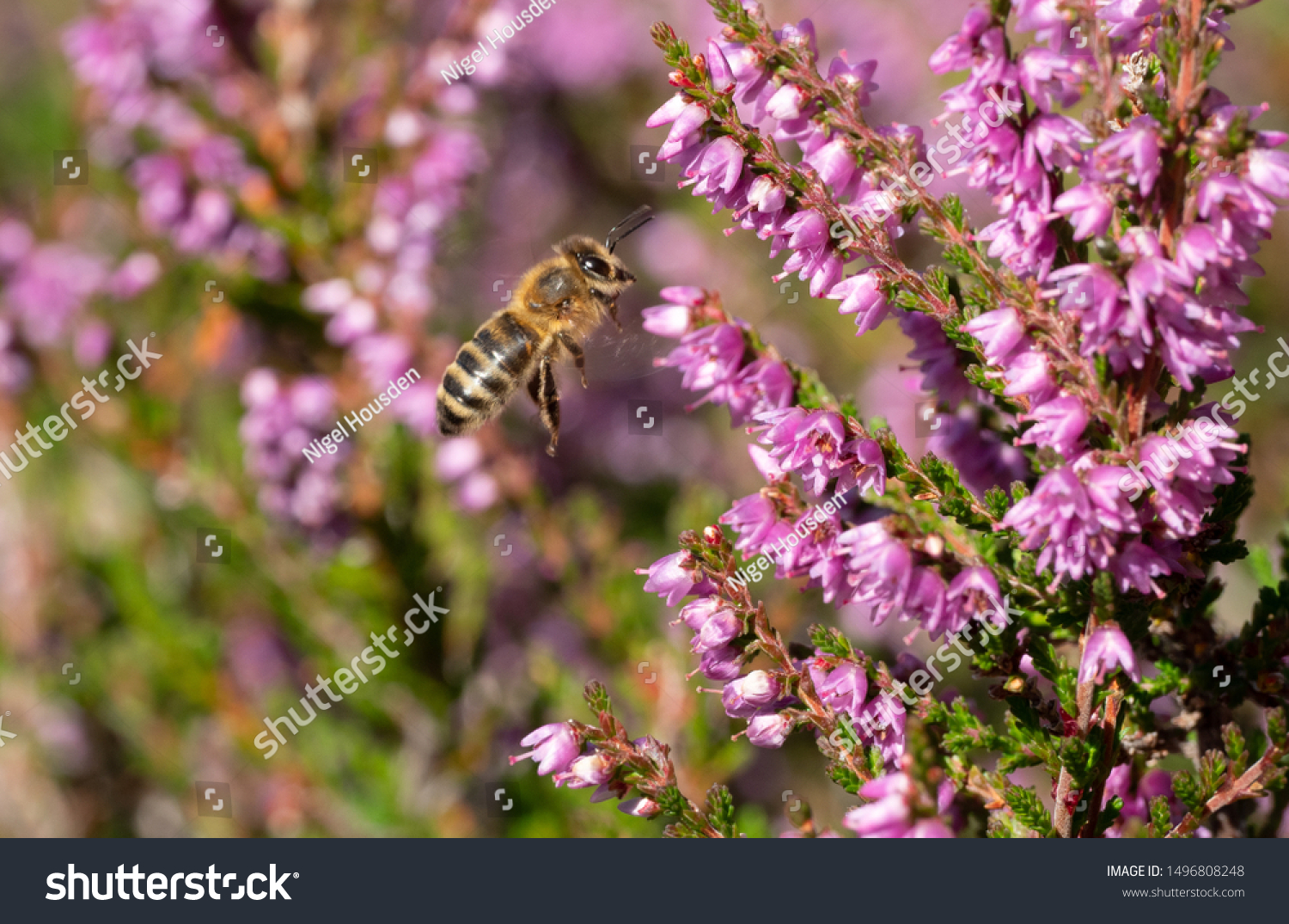 Bee flying towards heather flowers #1496808248