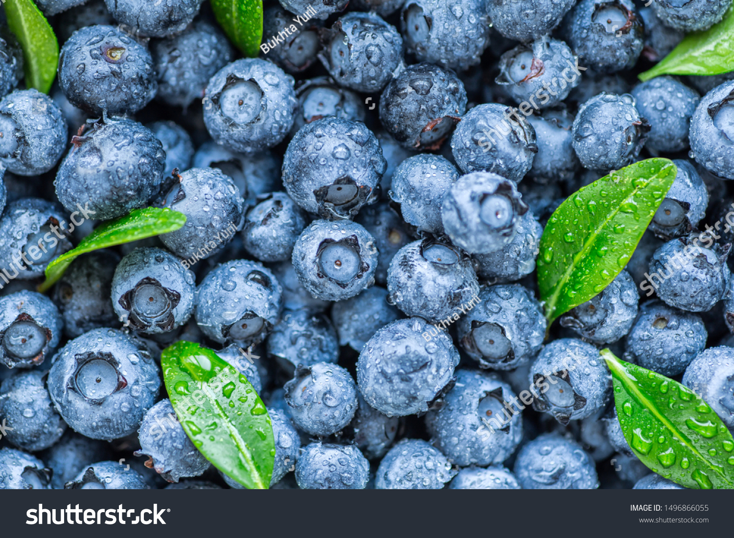 Water drops on ripe sweet blueberry. Fresh blueberries background with copy space for your text. Vegan and vegetarian concept. Macro texture of blueberry berries.Texture blueberry berries close up #1496866055