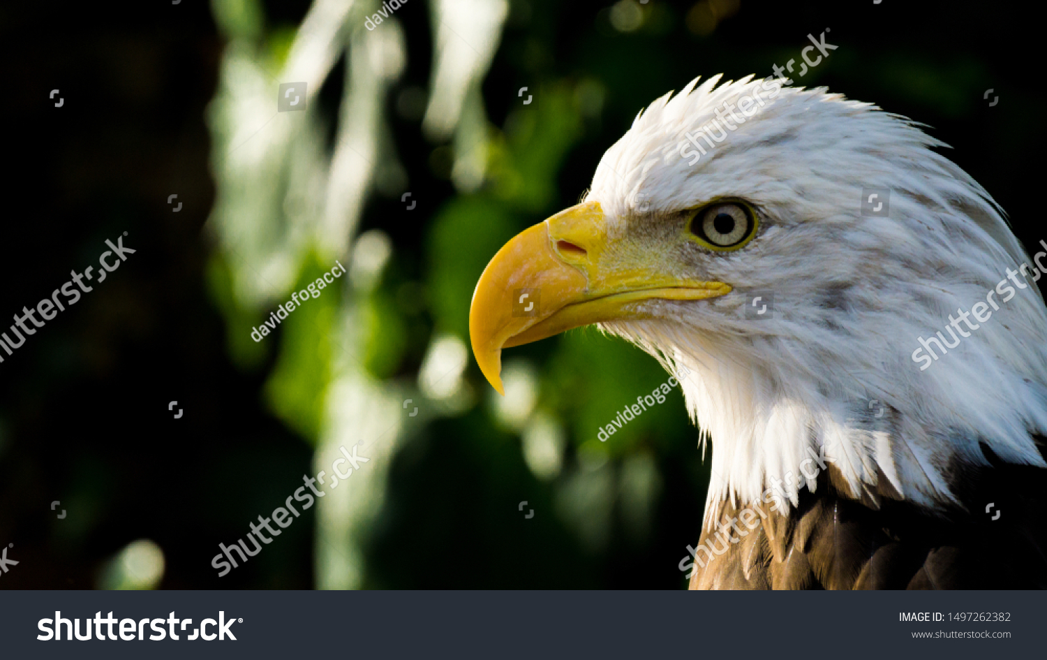 portrait of a majestic eagle #1497262382