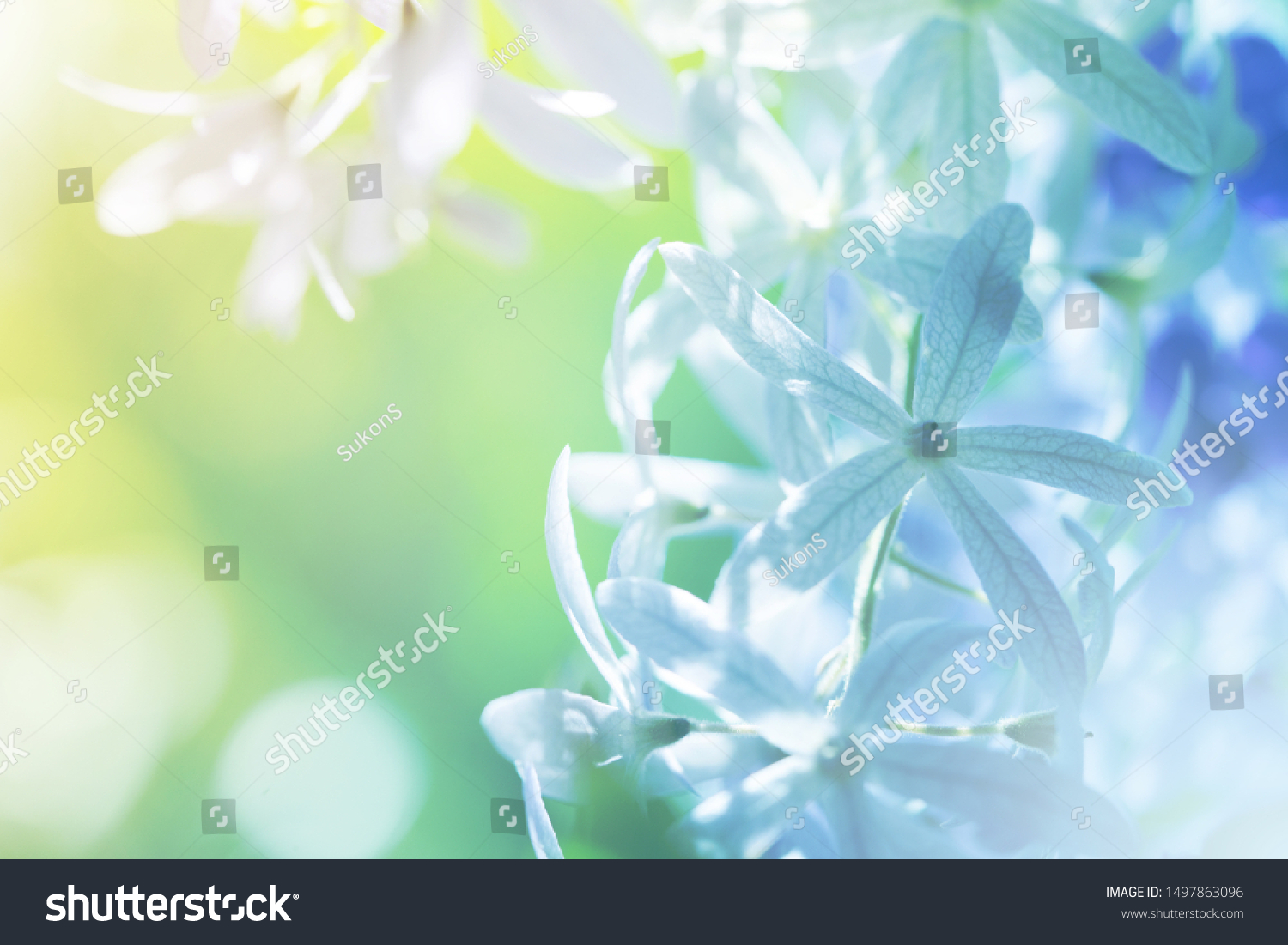 Soft flowers in soft style. Beautiful Flowers on soft sparkle in soft focus with filter colors use for Love and Valentine's Day, wedding and love Concept background. #1497863096